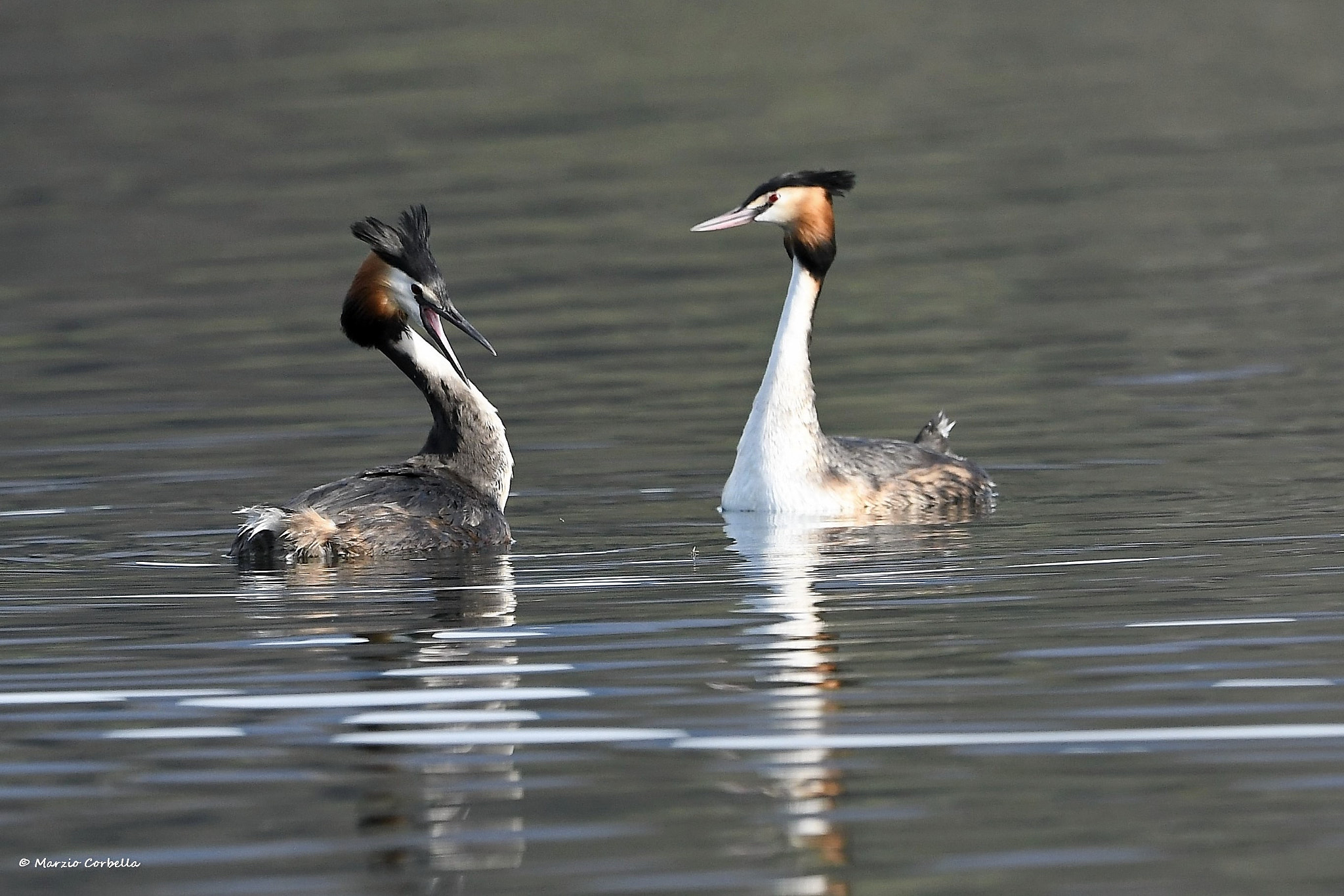 Nikon D500 + Nikon AF-S Nikkor 500mm F4E FL ED VR sample photo. Your story is just funny ahahahahahahh photography