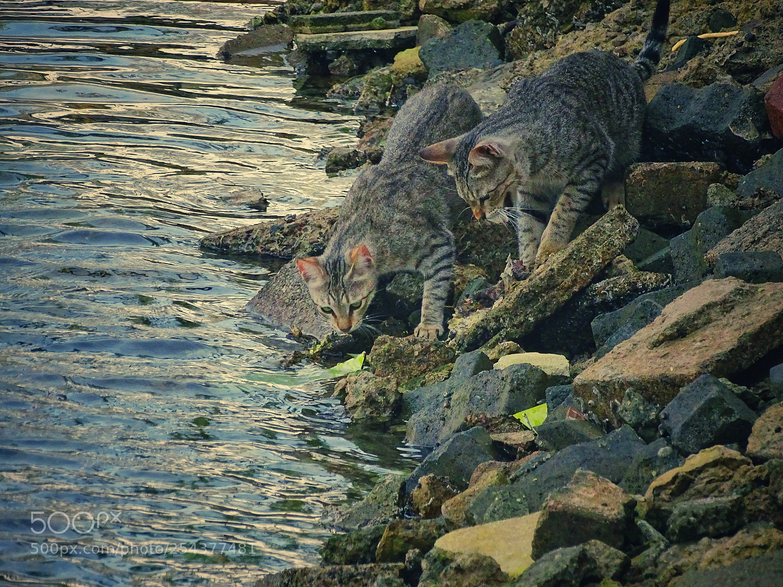Sony Cyber-shot DSC-HX400V sample photo. Fishing photography