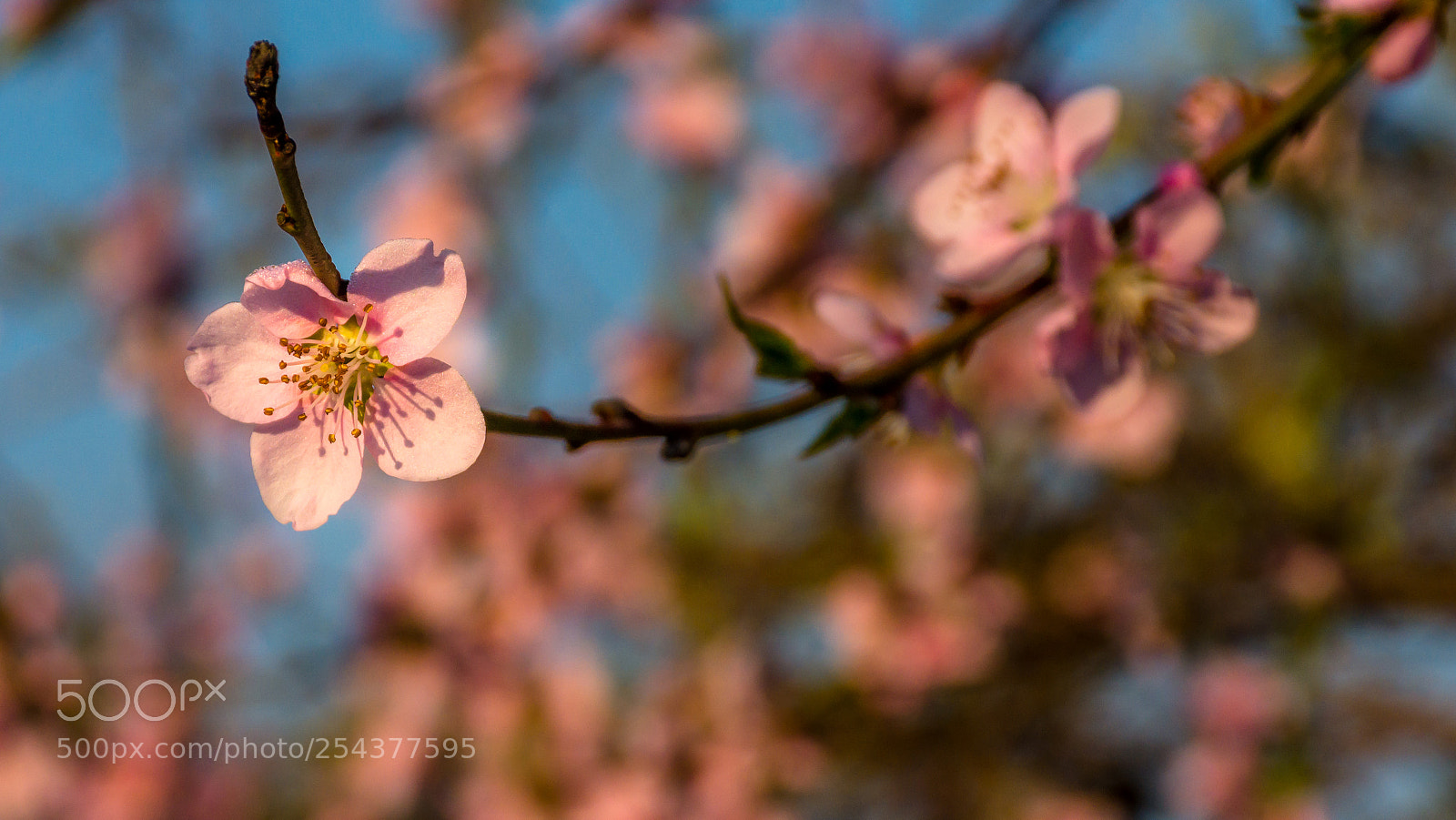 Nikon D7200 sample photo. Peach blossoms in the photography