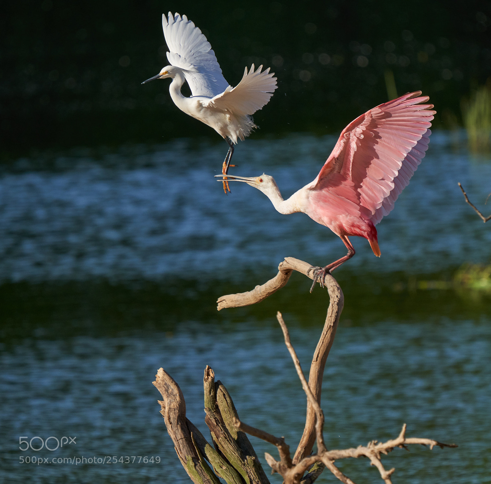 Sony a7R III sample photo. Snowy egret versus roseate photography