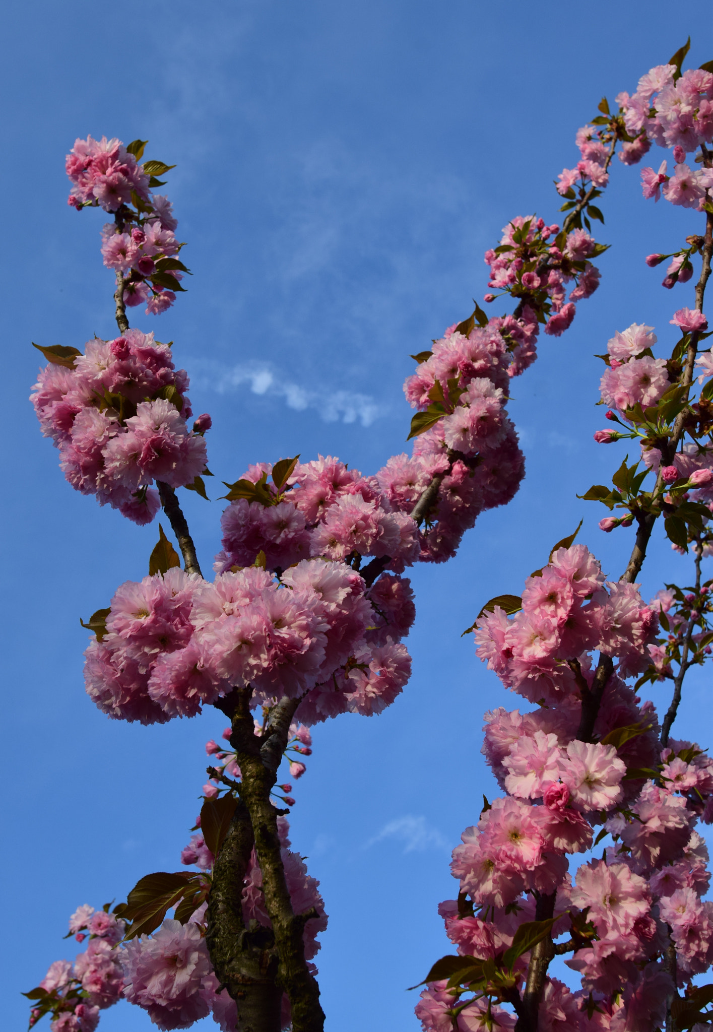 Nikon AF-S Nikkor 20mm F1.8G ED sample photo. Spring photography