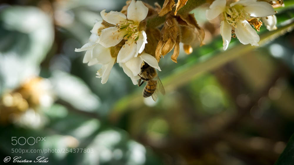 Sony a6000 sample photo. Untitled photography