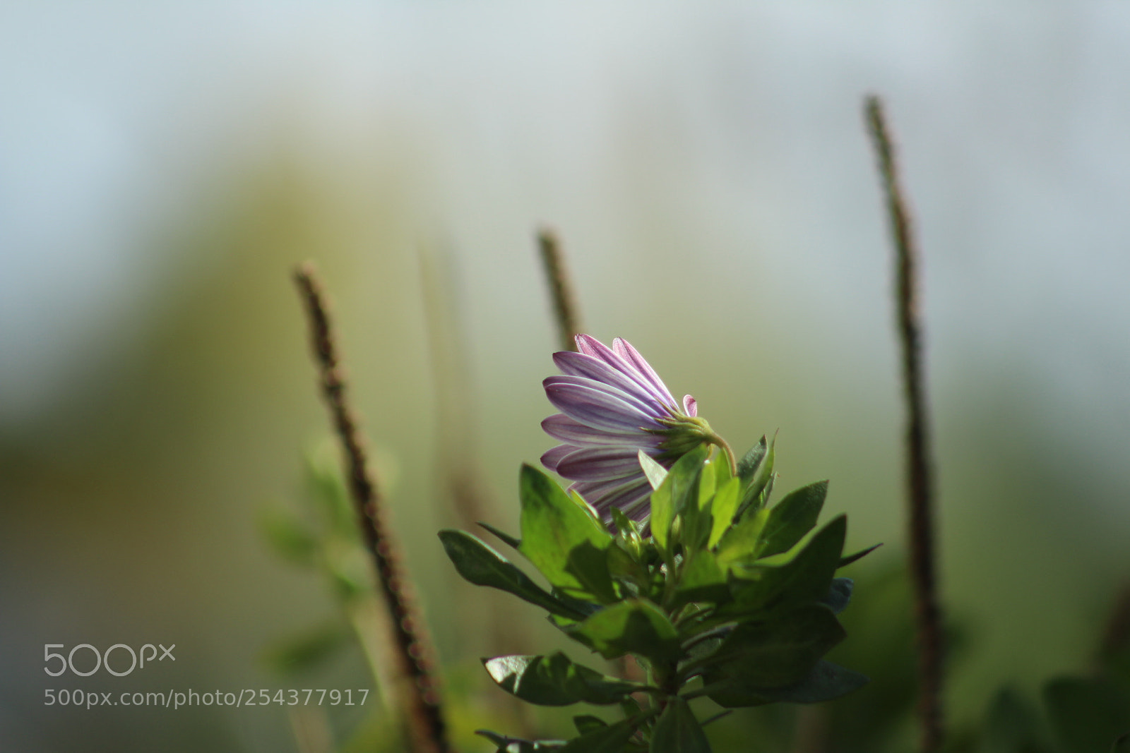 Canon EF 75-300mm f/4-5.6 sample photo. Lugar photography
