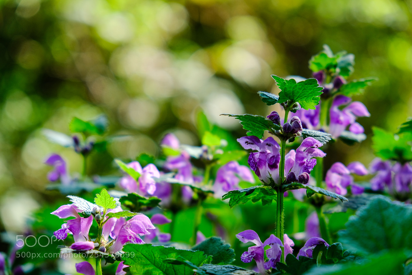 Fujifilm X-T20 sample photo. 'purple' photography