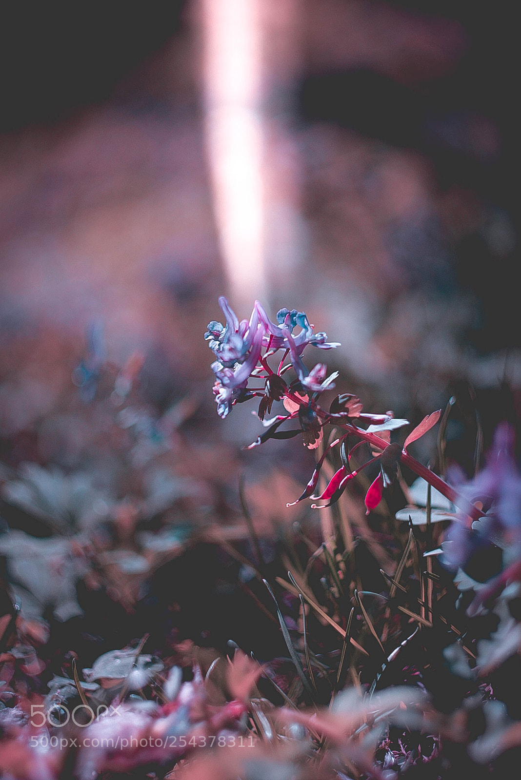 Canon EOS-1D Mark II N sample photo. Img photography