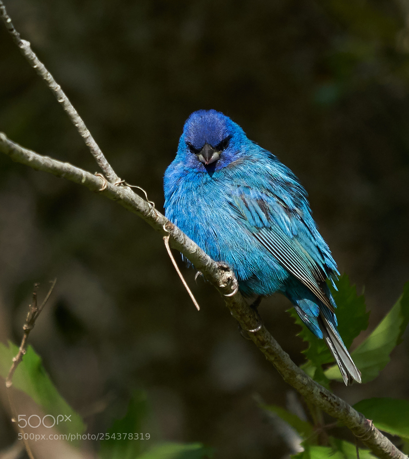 Sony a7R III sample photo. The stare photography