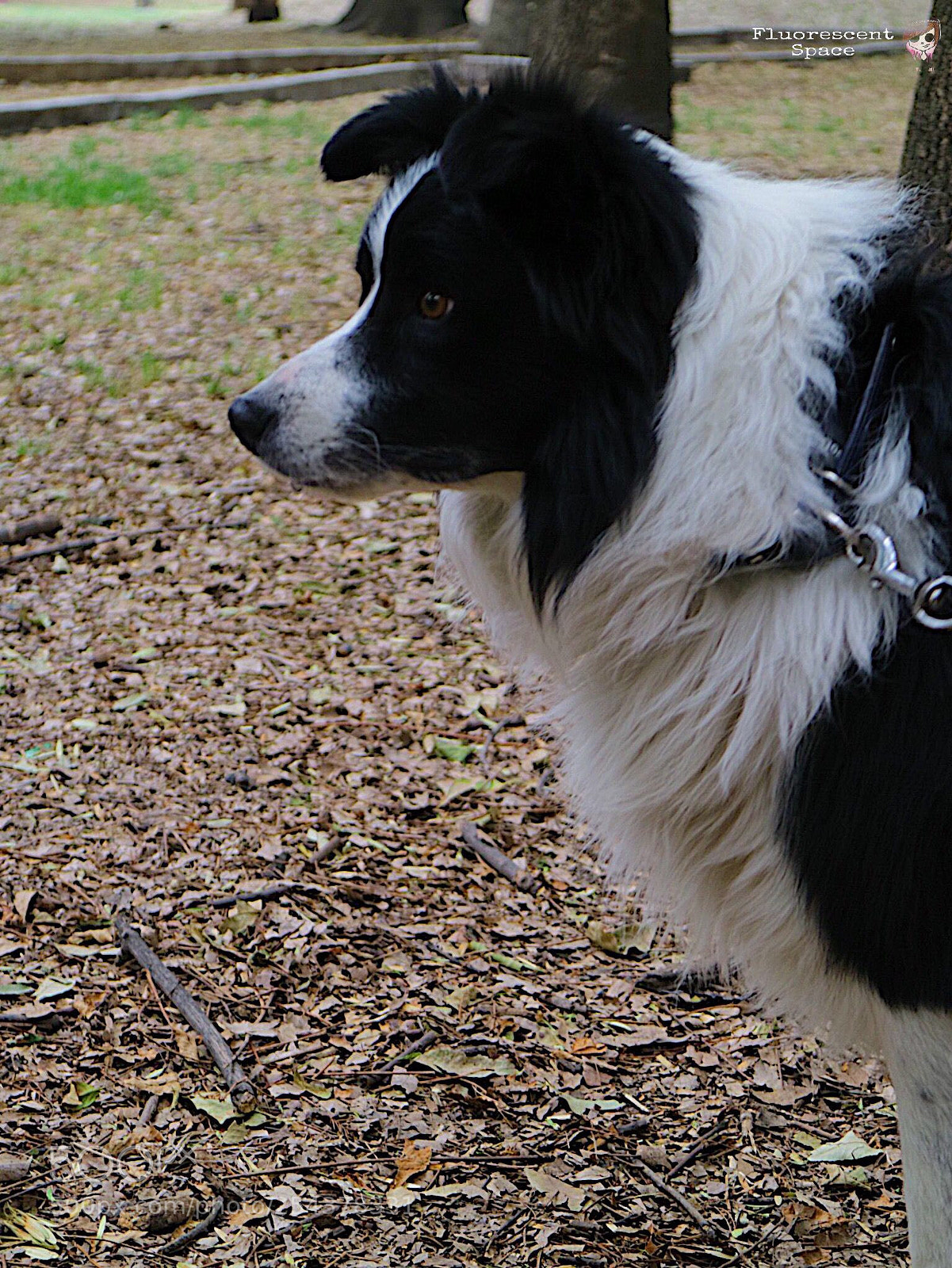 Canon EOS M3 sample photo. Bicolor  photography