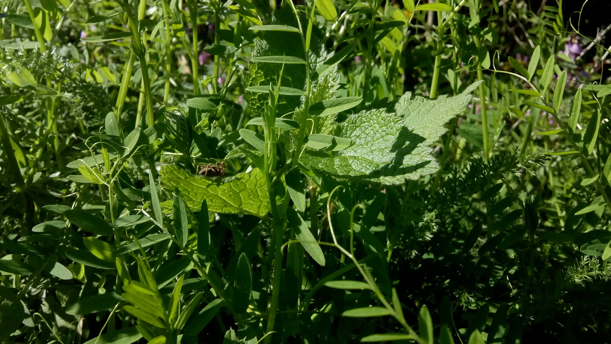 Lenovo VIBE K10 sample photo. Grass photography
