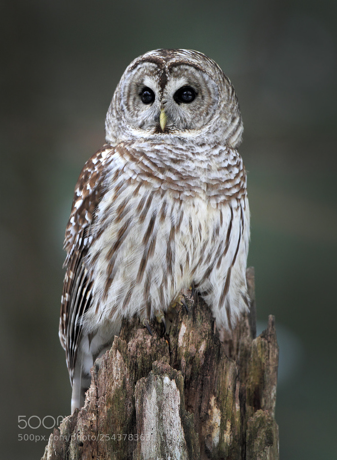 Canon EOS 7D sample photo. Barred owl photography