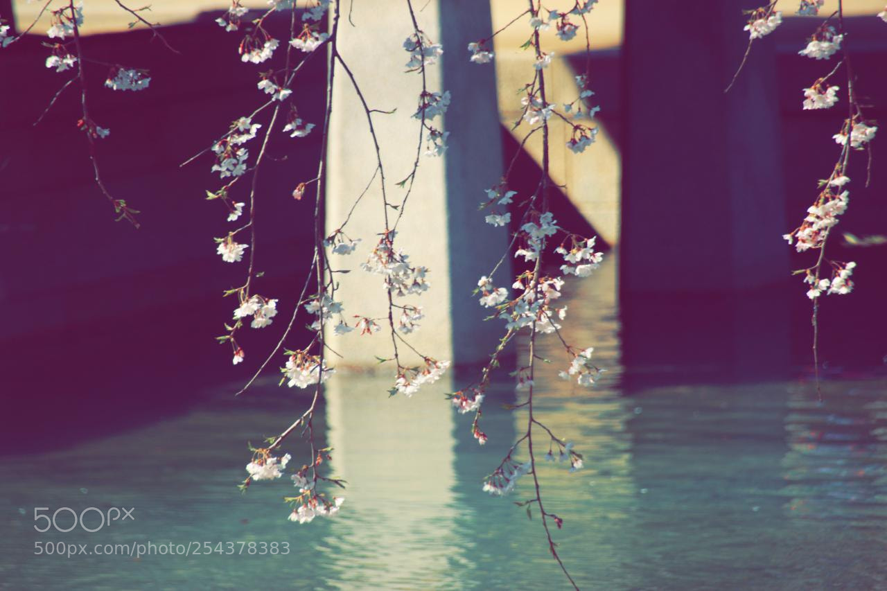 Canon EOS 70D sample photo. Untitled photography