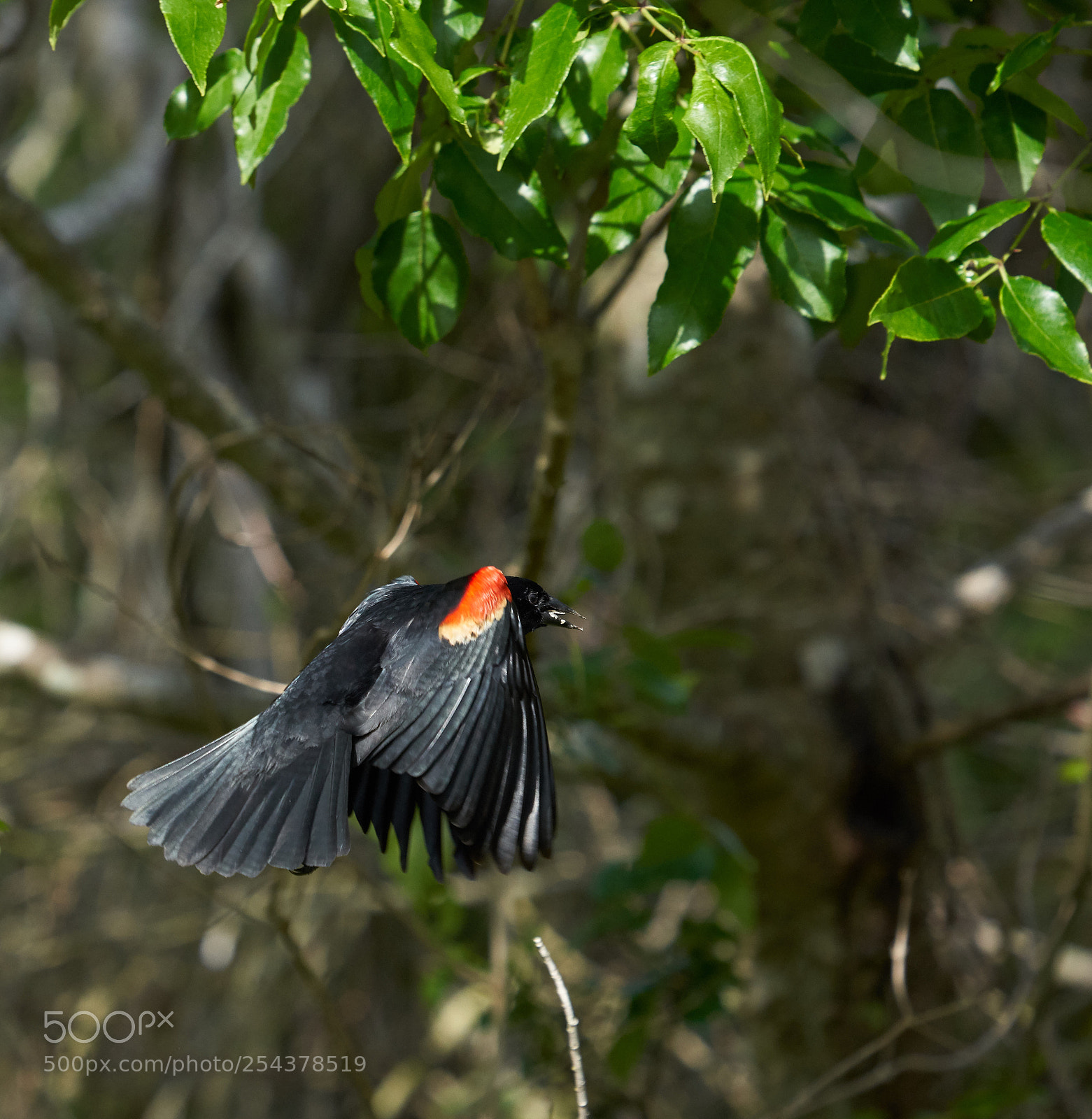 Sony a7R III sample photo. Tricolored blackbird photography