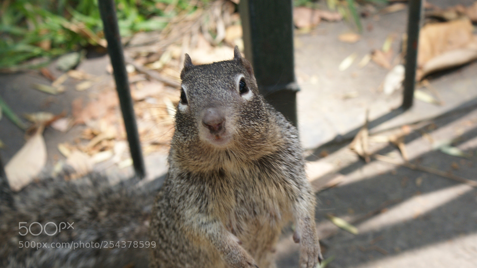 Sony DT 18-70mm F3.5-5.6 sample photo. Ardilla alerta photography