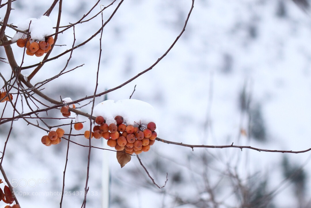 Canon EOS 200D (EOS Rebel SL2 / EOS Kiss X9) sample photo. Berries  photography