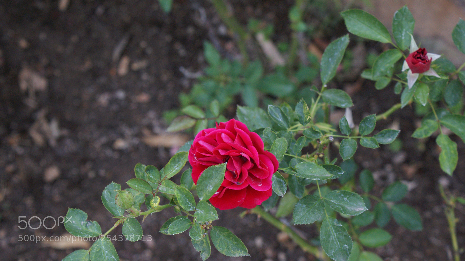 Sony DT 18-70mm F3.5-5.6 sample photo. Rose photography