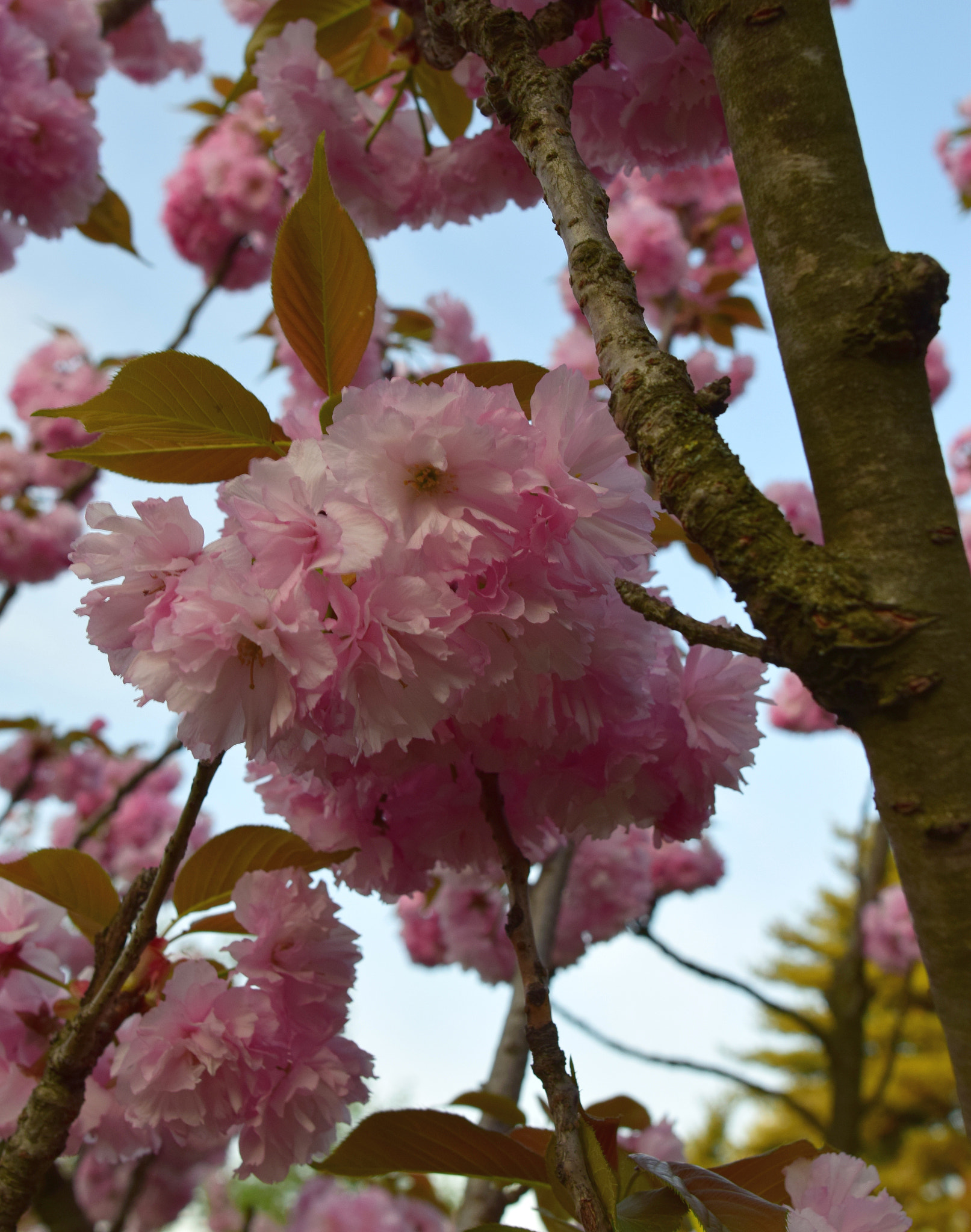 Nikon AF-S Nikkor 20mm F1.8G ED sample photo. Details photography