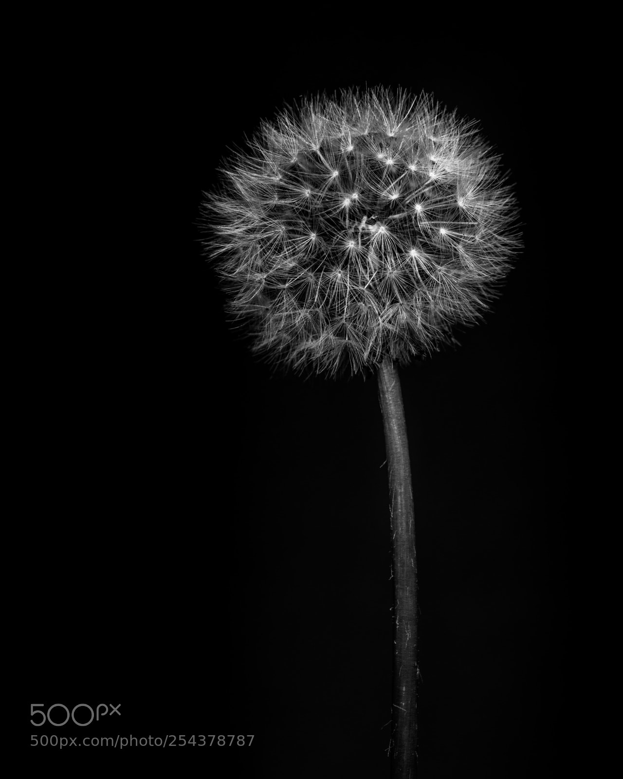 Nikon D800 sample photo. Dandelion fine art photography
