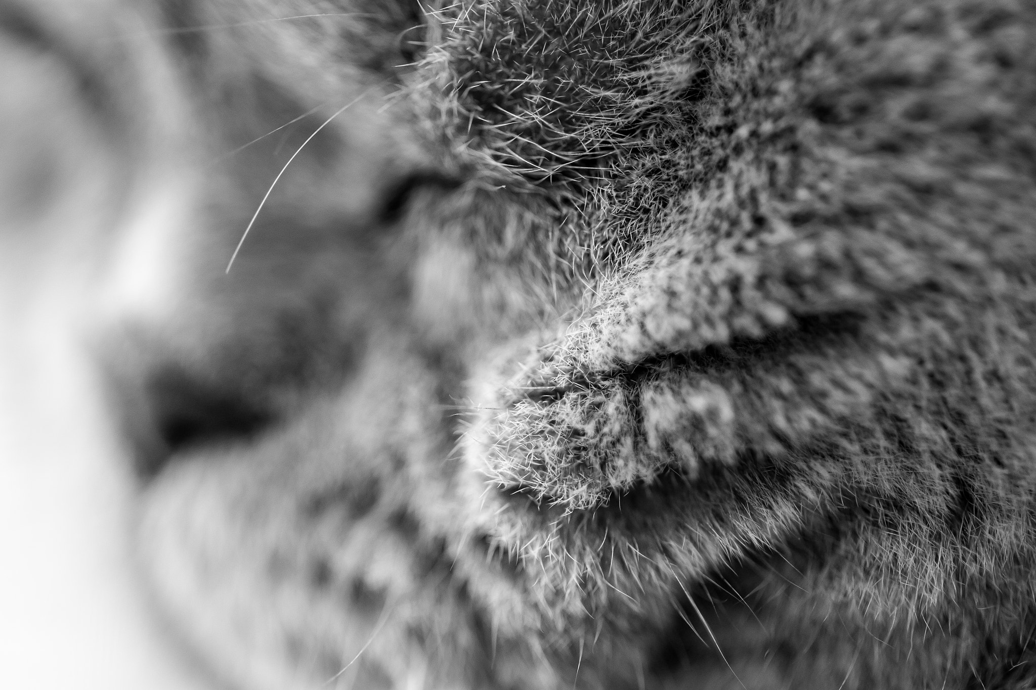 Canon EOS 500D (EOS Rebel T1i / EOS Kiss X3) sample photo. Emotions photography