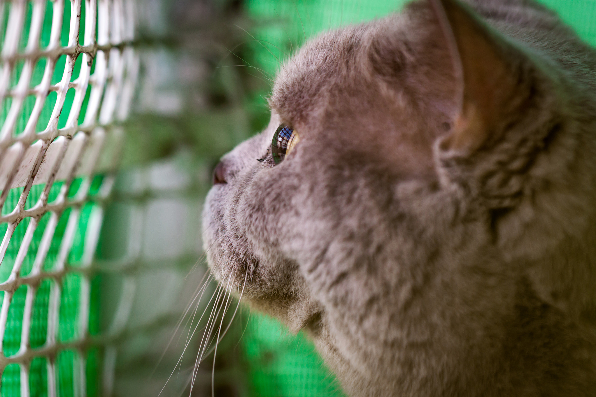 Canon EOS 500D (EOS Rebel T1i / EOS Kiss X3) sample photo. Hypnotized photography