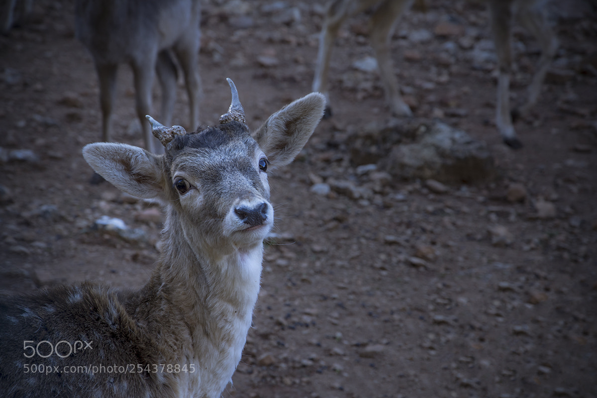 Nikon D7200 sample photo. Deer photography