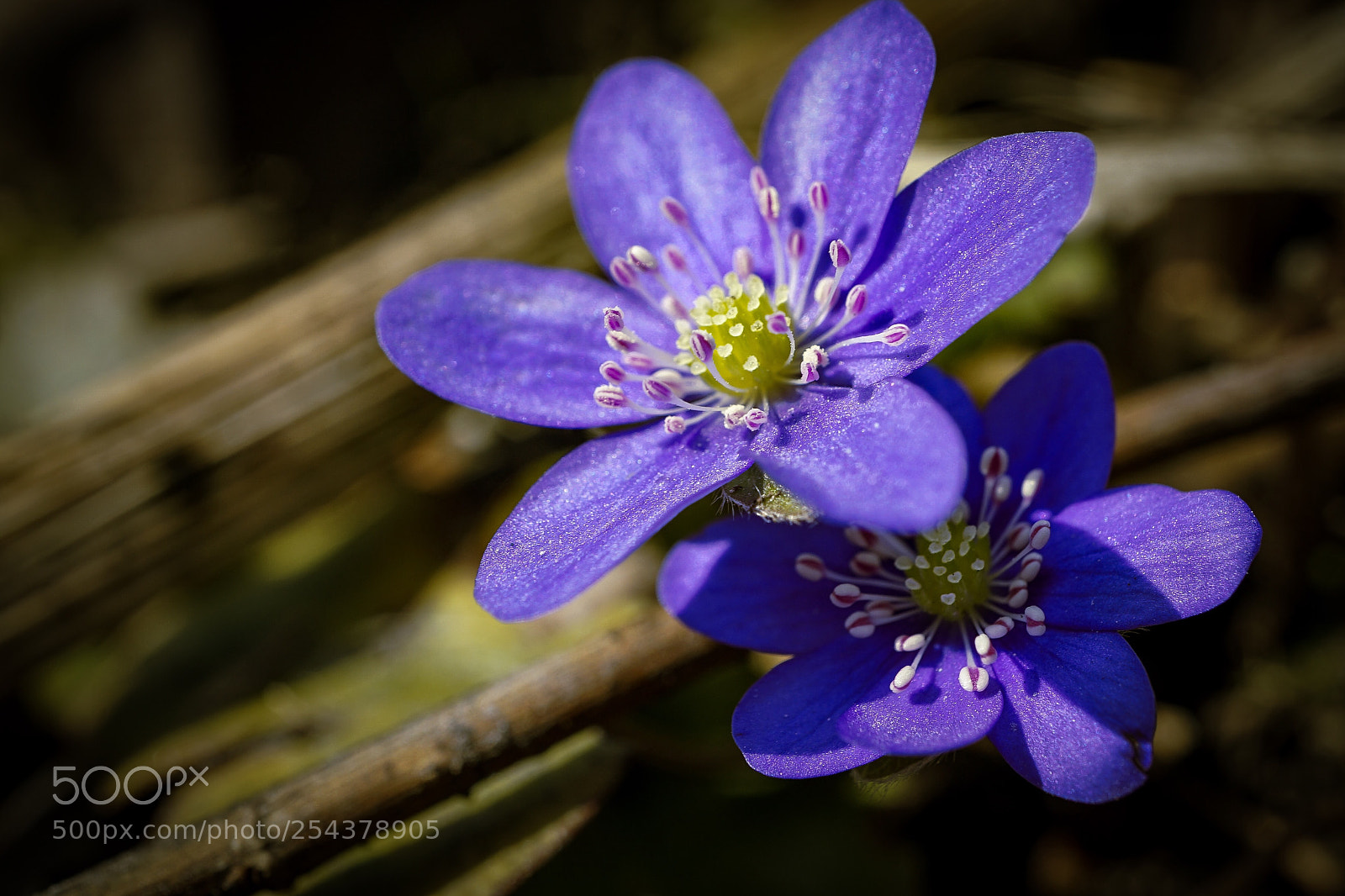 Sony a7 II sample photo. Norwegian spring photography