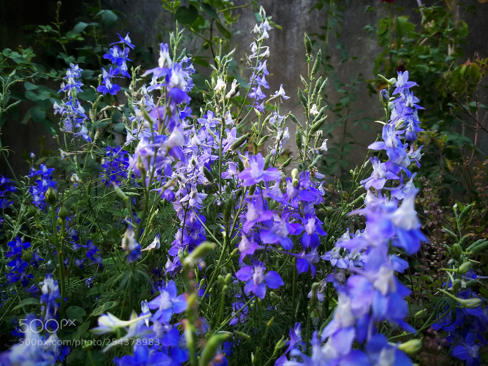 Motorola Moto G (5) Plus sample photo. Purple photography