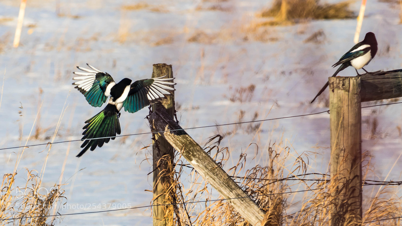Canon EOS 80D sample photo. Natural birds photography