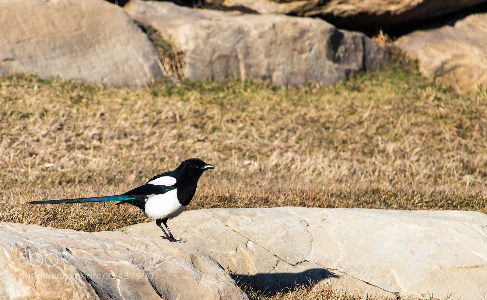 Canon EOS 80D sample photo. Natural birds photography