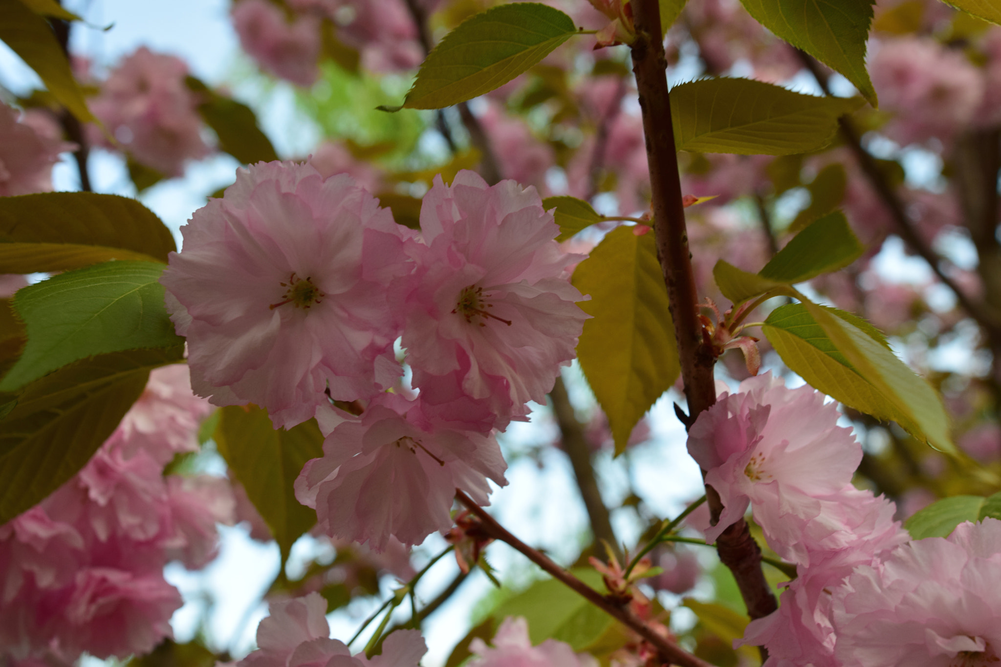 Nikon D5300 + Nikon AF-S Nikkor 20mm F1.8G ED sample photo. Details photography