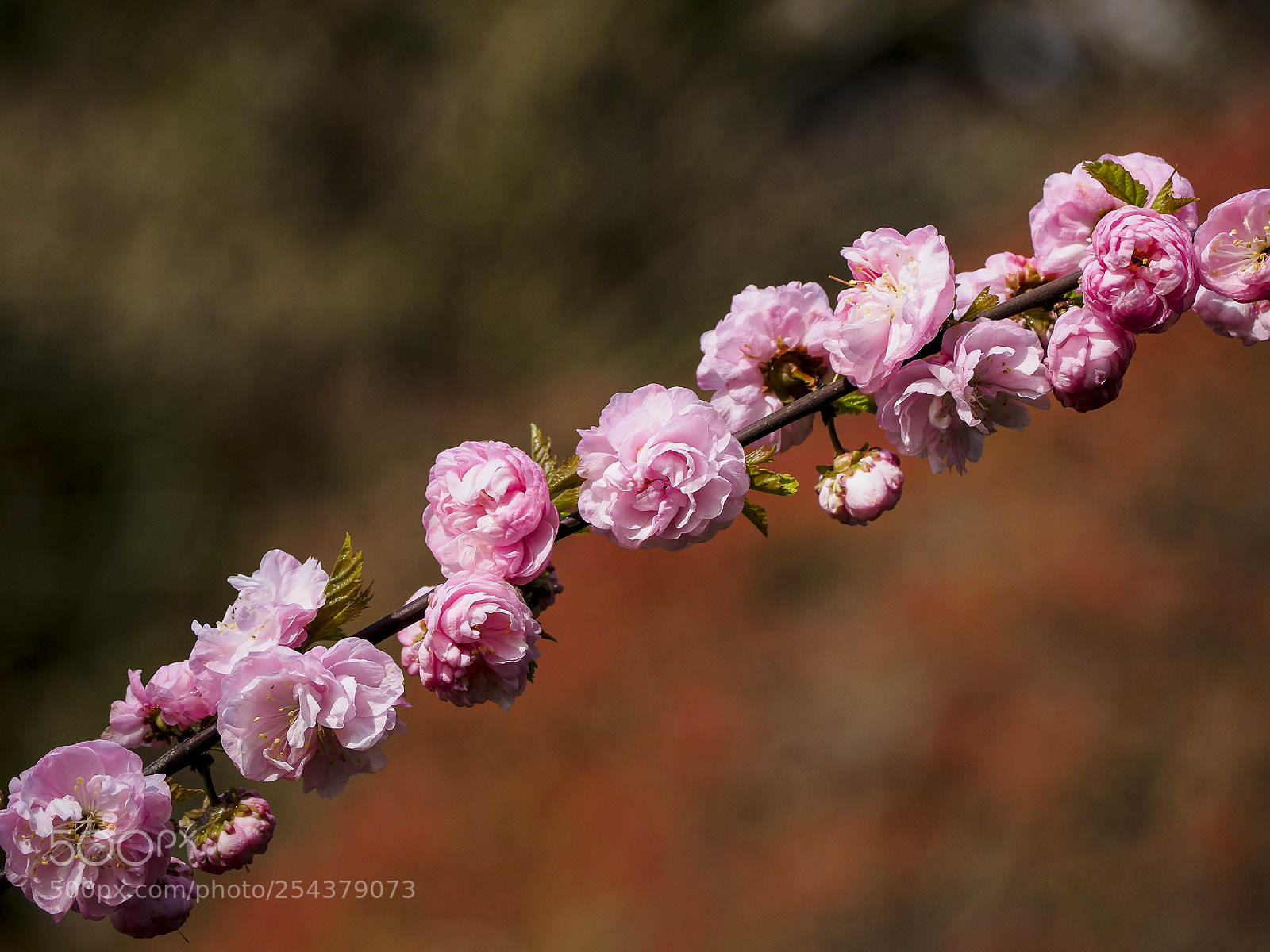 Olympus OM-D E-M5 II sample photo. Kamelie photography