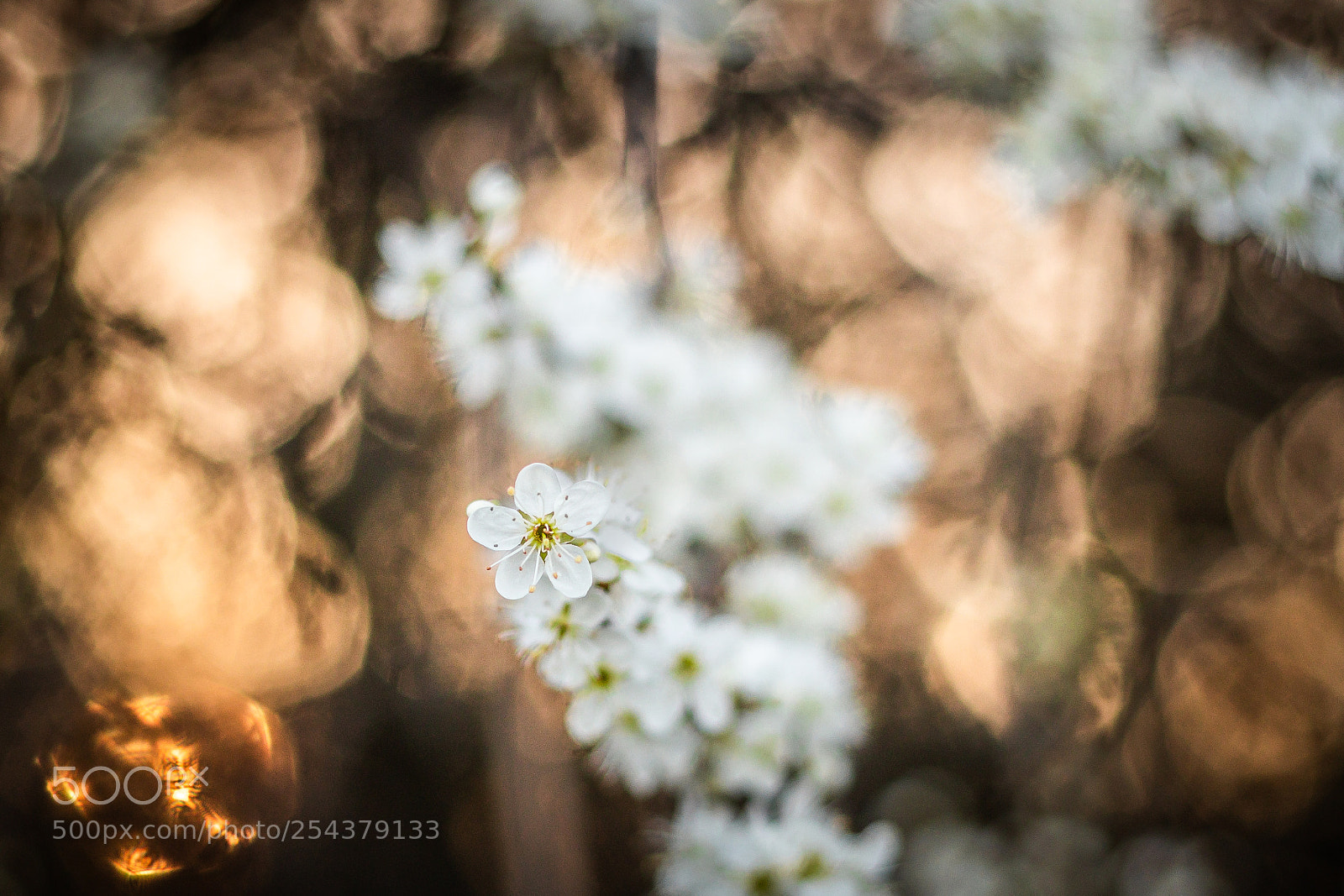 Canon EOS 80D sample photo. White flowers in sunset photography