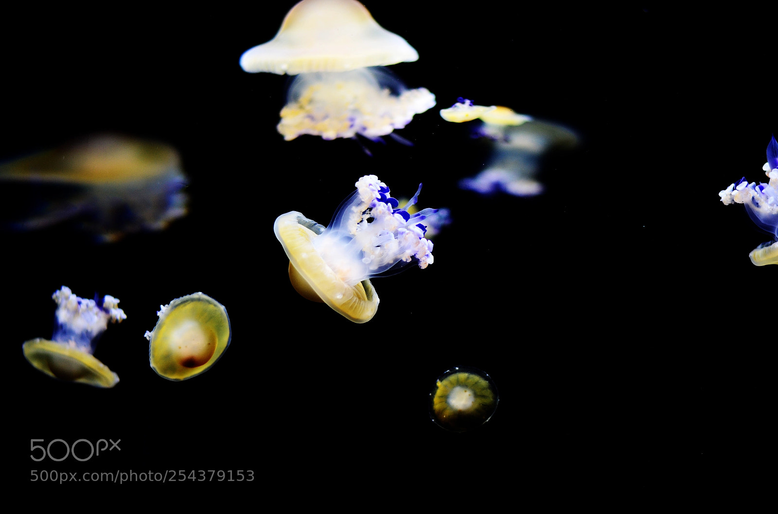 Nikon D5100 sample photo. Jelly fish photography