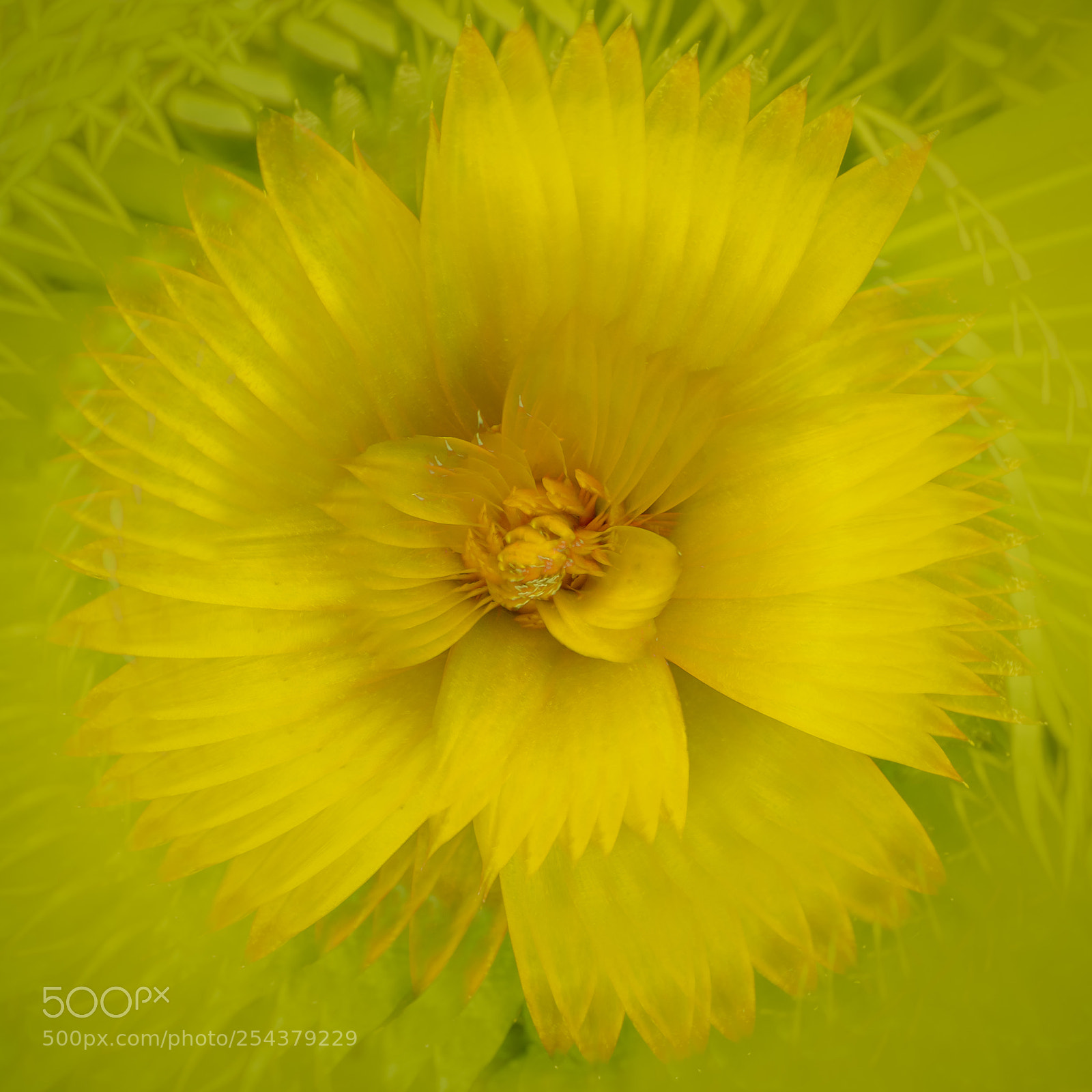 Canon EOS 7D Mark II sample photo. Bromeliad abstract photography