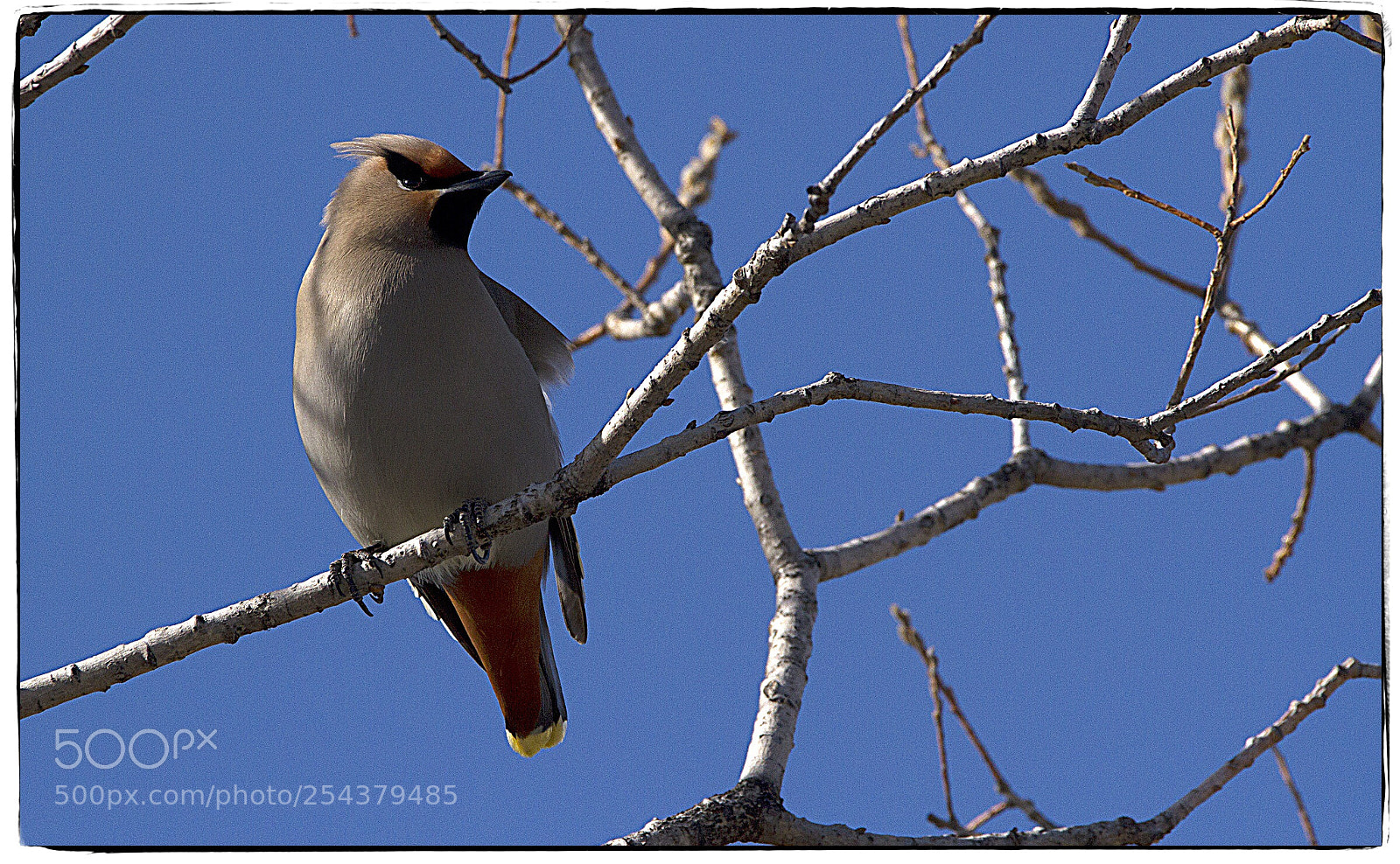 Canon EOS 7D sample photo. Bohemian waxwing photography