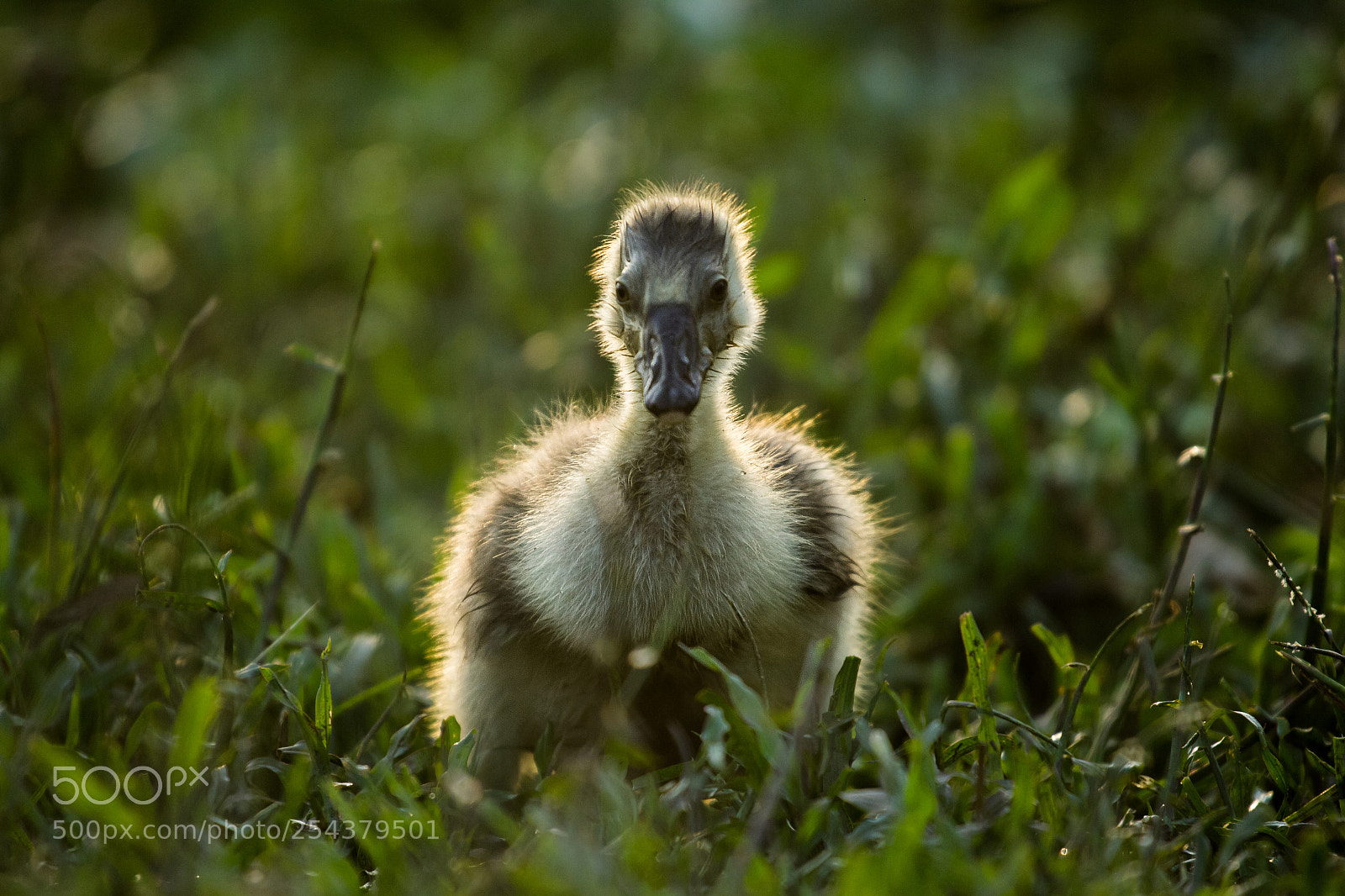 Canon EOS 60D sample photo. Baby goose photography