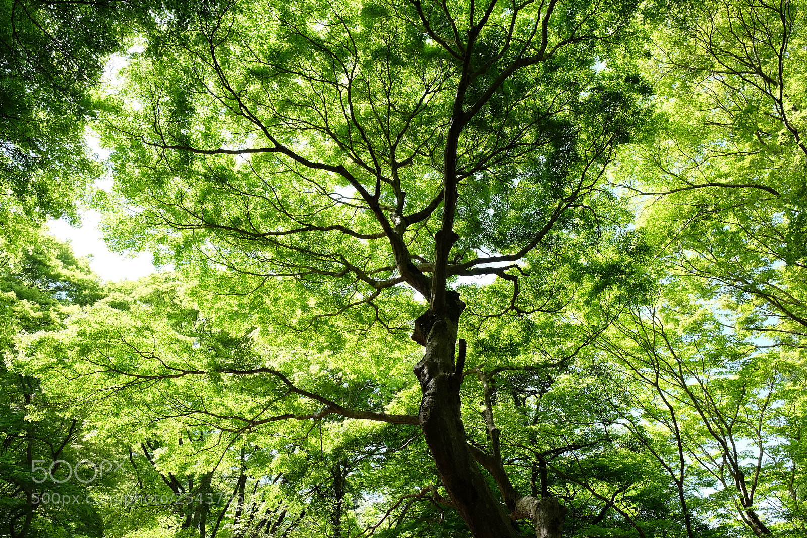 Fujifilm X-T1 sample photo. Green light photography