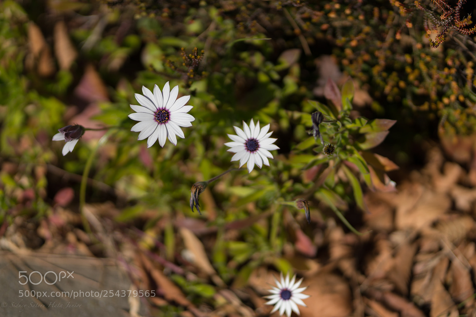 Sony a7R III sample photo. 3d flowers... photography