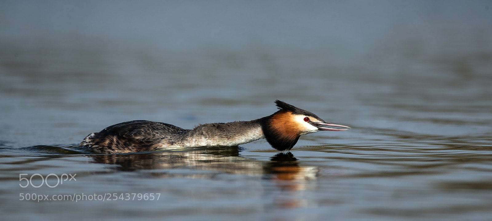 Canon EOS-1D X sample photo. Great crested grebe photography