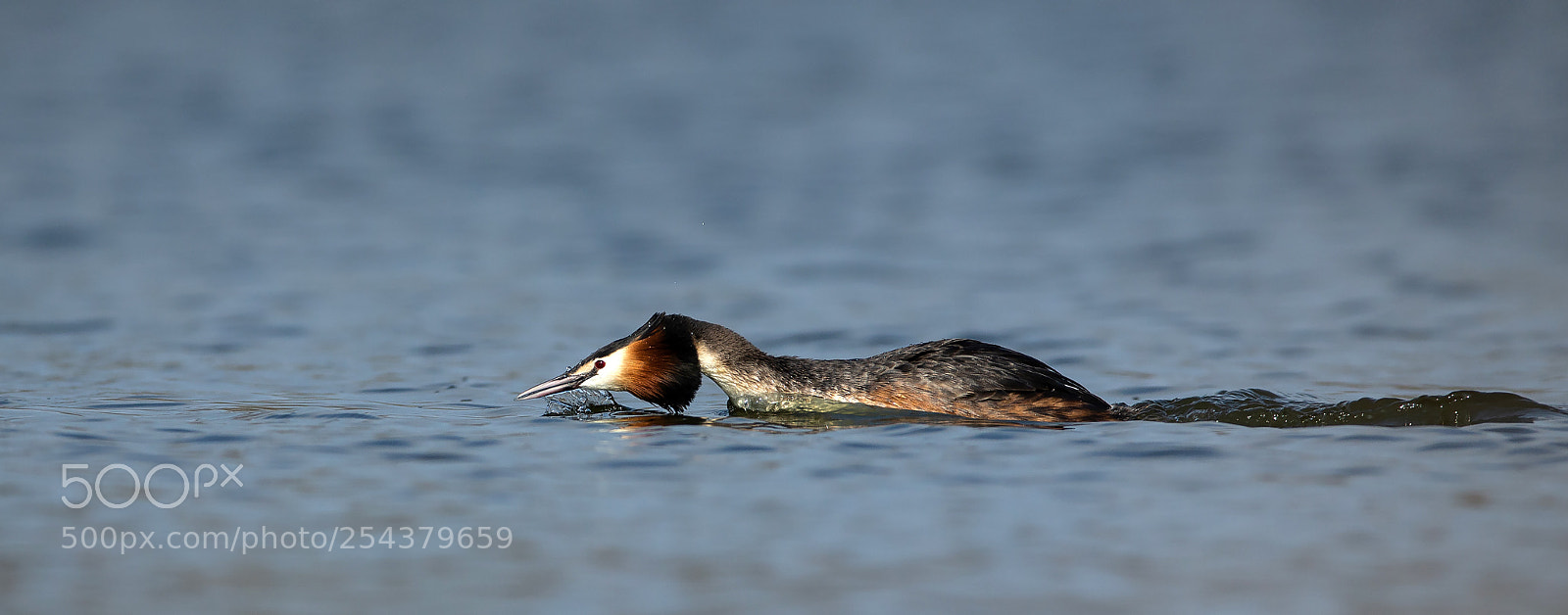 Canon EOS-1D X sample photo. Great crested grebe photography