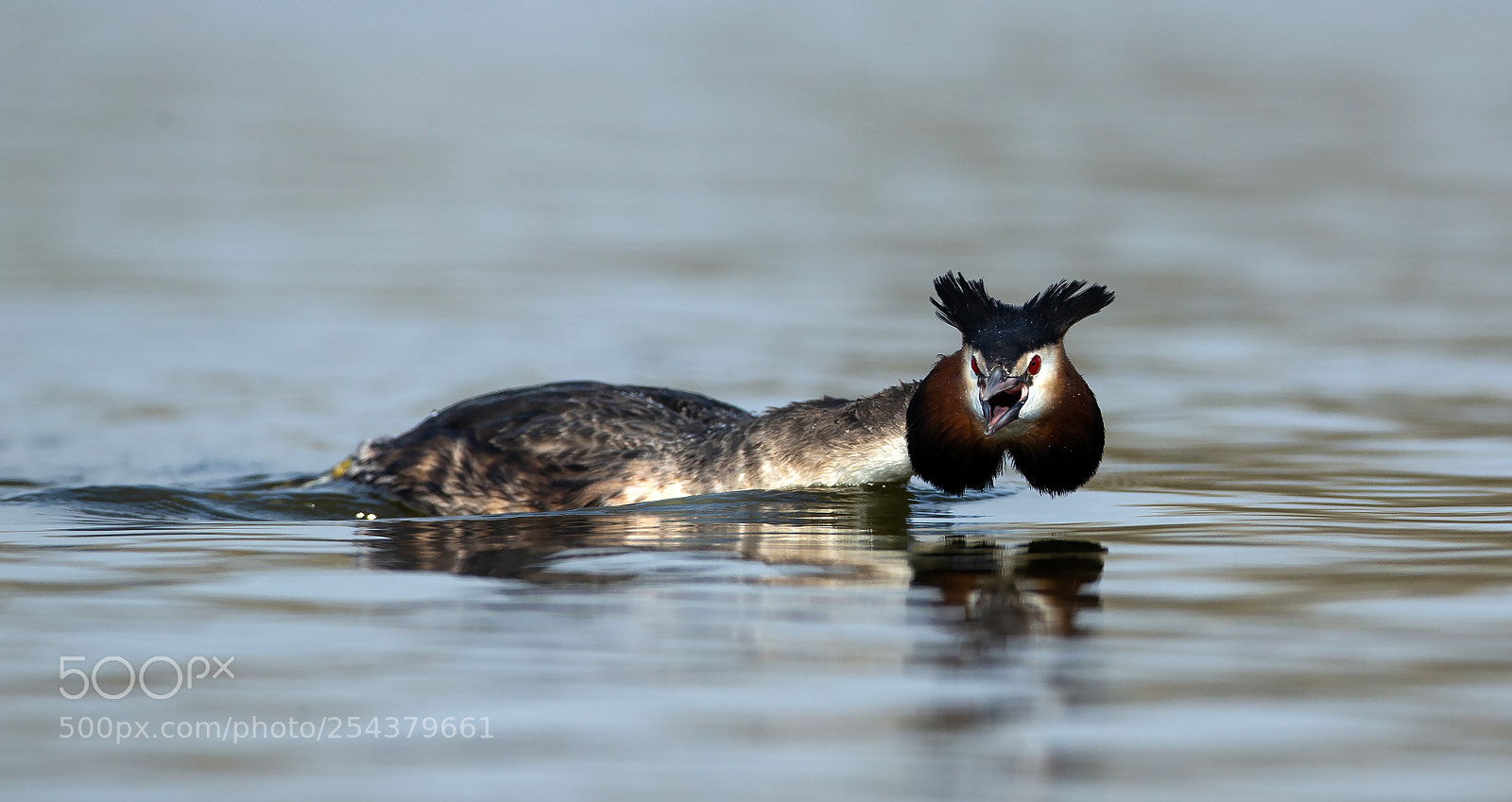 Canon EOS-1D X sample photo. Great crested grebe photography