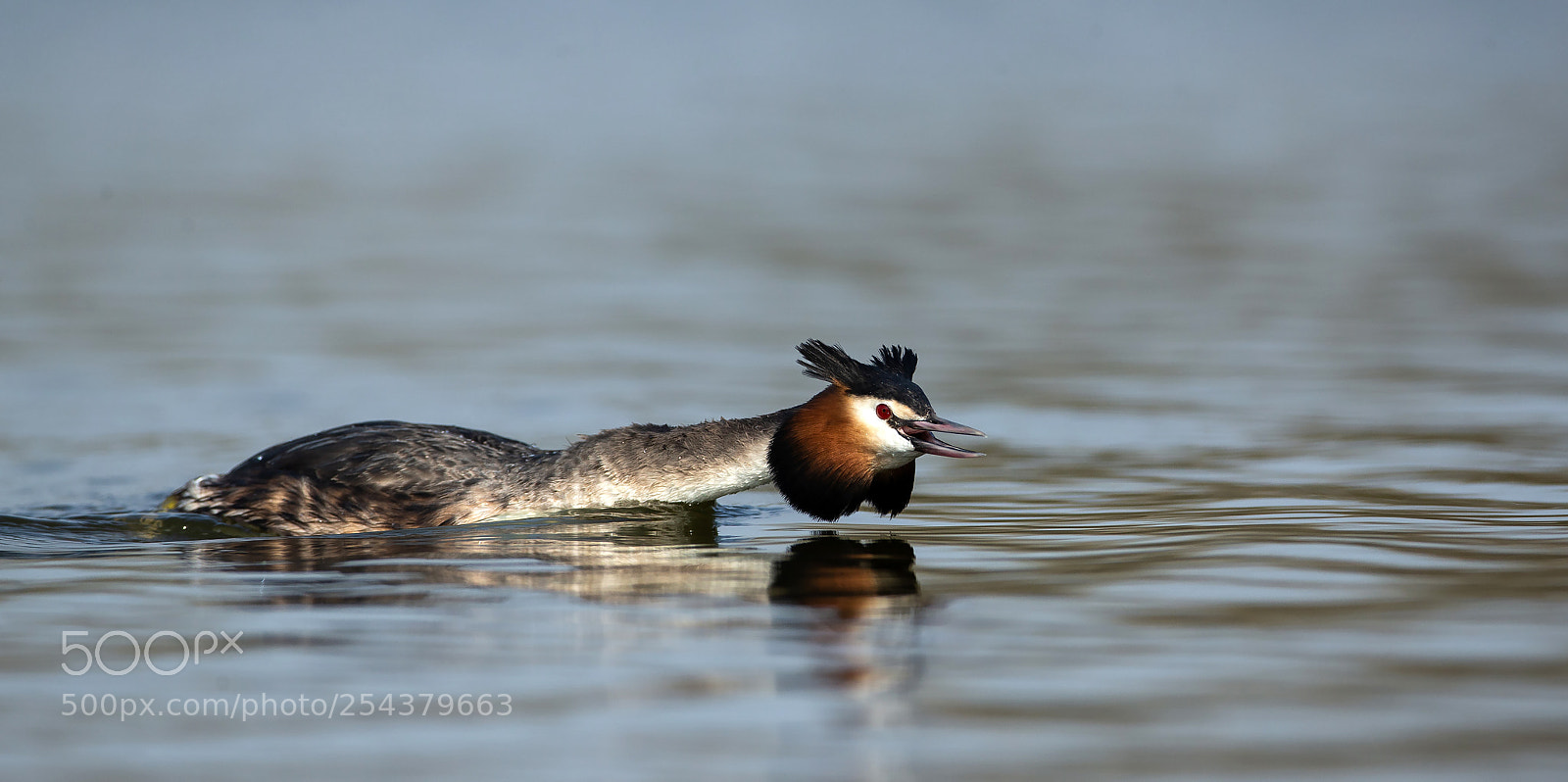 Canon EOS-1D X sample photo. Great crested grebe photography