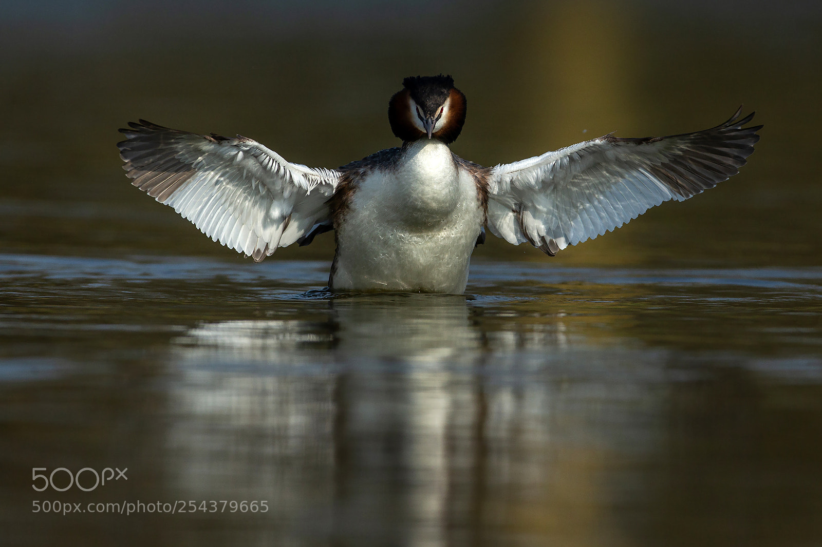 Canon EOS-1D X sample photo. Great crested grebe photography