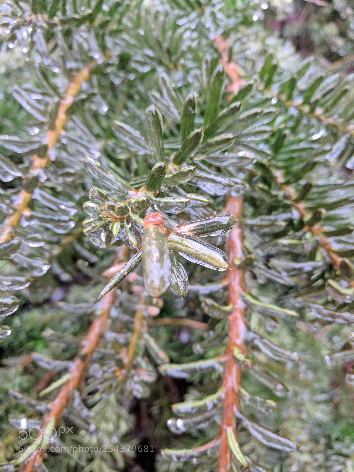 Google Pixel XL sample photo. Crystallized pine photography