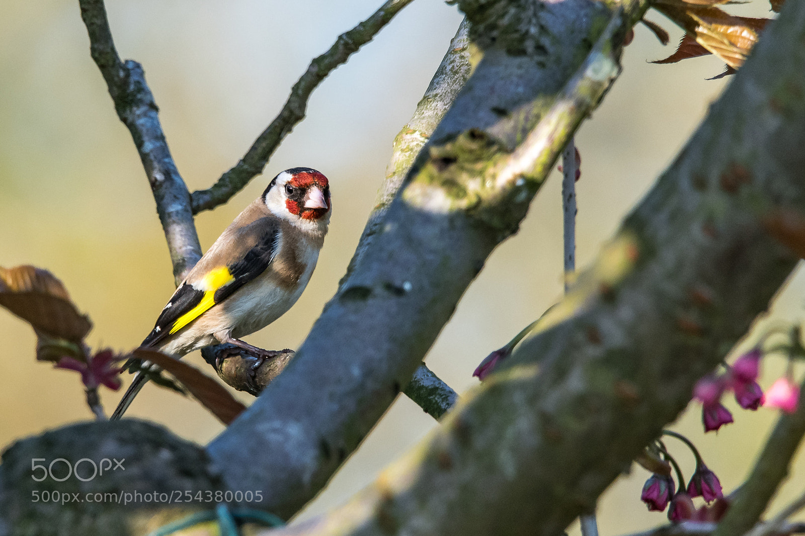 Nikon D850 sample photo. Spring perch photography