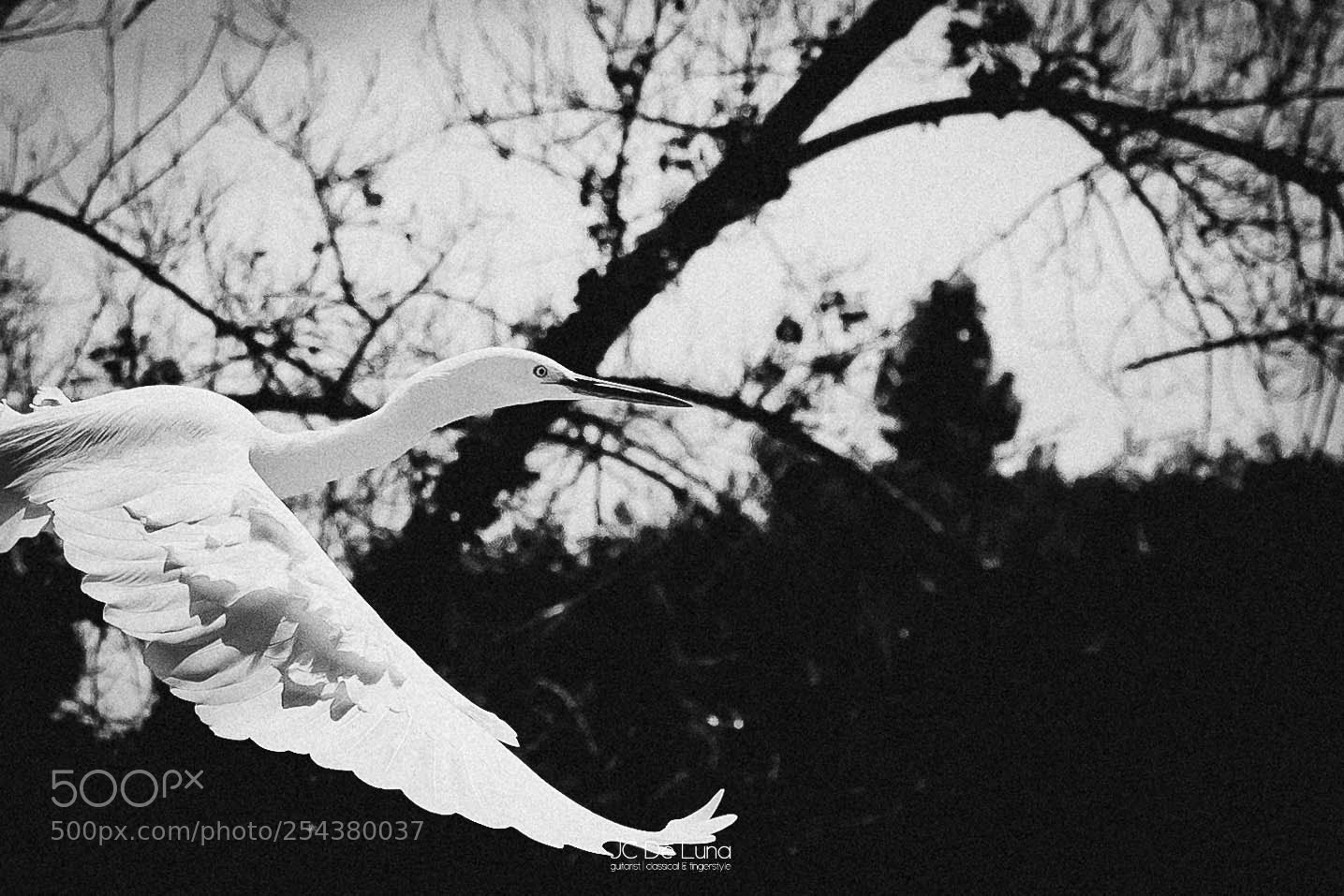 Canon EOS 5D Mark II sample photo. White bird los angeles photography
