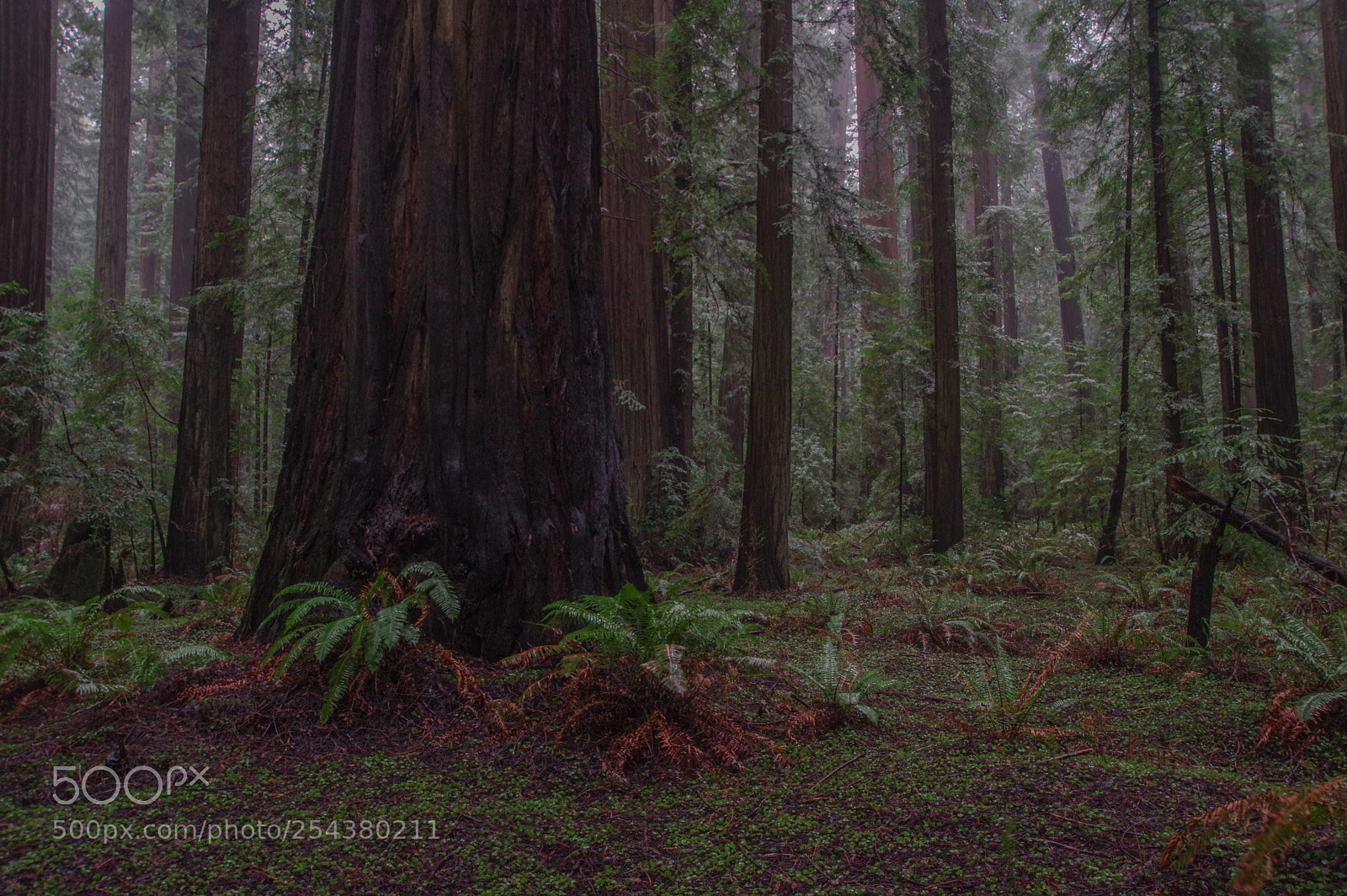 Pentax K-3 sample photo. Forest floor photography
