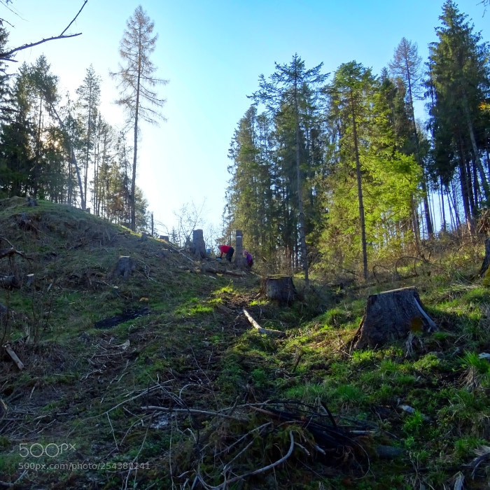 Sony DSC-HX60 sample photo. Morning in the woods photography