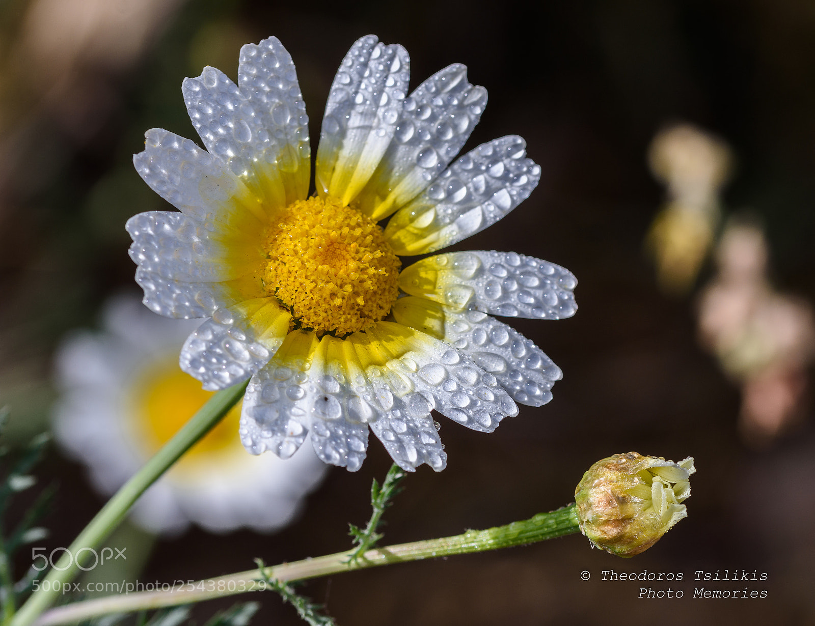 Nikon D7200 sample photo. Drops on daisy ? photography