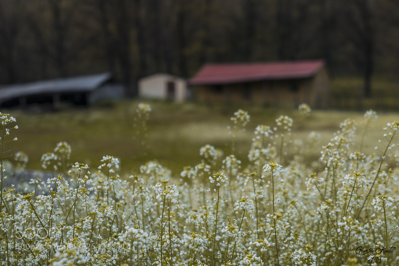 Sony Alpha a3000 sample photo. ..spring.. photography