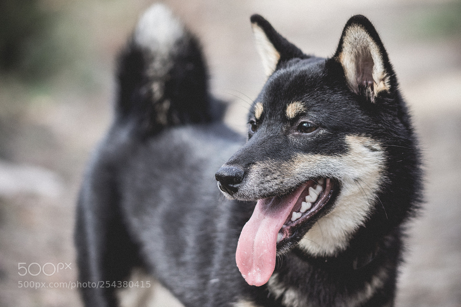 Nikon D7200 sample photo. Yumiko buziaczek photography