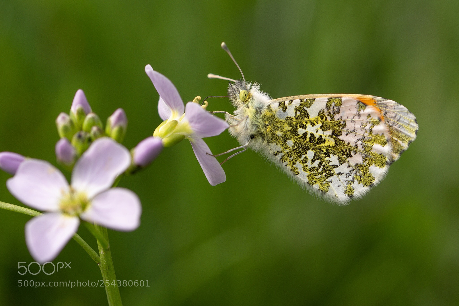 Nikon D7200 sample photo. Male orange tip photography
